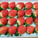 행복한 딸기농장 이미지