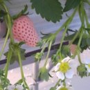 억대농장 이미지