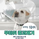 피카소동물병원 | 11살 노령견 피부 종괴 제거, 마취 없이 5분 만에 끝 /무마취 제거 후기[피카소 동물병원]