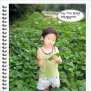 준원농장 Daum카페