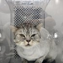 함께냥 본점 이미지