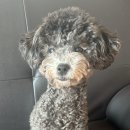 뽀프퍼피(POFF PUPPY) 이미지