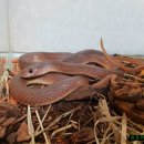 애완동물원 이미지