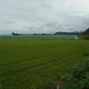 황정리 과수원 이미지