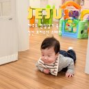 제주도 한달살기 숙소 9개월 아기랑 애견동반 성산 로지수산