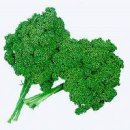 파슬리 (parsley) ? 이미지