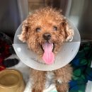 (주)보리메디칼 | 강아지 디스크 후지마비 수술 죽전동물메디컬센터