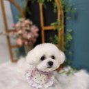 마미몽 펫샵 이미지