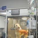 닥터장 동물의료센터 이미지