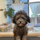 땡글하개 이미지