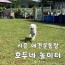 호두네 | 경기도 시흥 애견카페,450평 천연 잔디운동장을 가진 호두네놀이터 추천 후기 뛰뛰좋아하는 강아지천국