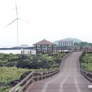 제주 월령리 선인장군락 이미지