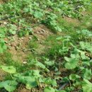 송림톱밥 이미지