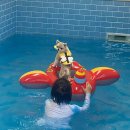 퍼피그램 이미지