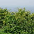 꽃과나무(Flower tree) 이미지