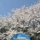 온천의꽃 | [삼척] DAY1 즐거운 강원도 여행 중 방문한 덕취원, 도해보양온천호텔 수영장, 맹방유채꽃밭 방문 후기