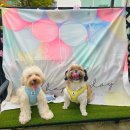 베이비댕 이미지