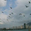부산갈매기 - 당진시 먹거리길 72-13 | 부산갈매기