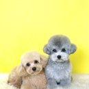 댕댕쌀롱 이미지