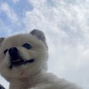 펫스튜리(petschurri) 이미지