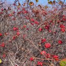 삼거리목장 이미지