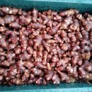 돼지펜션 이미지