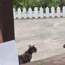 노고지리펜션 | 지리산 계곡 펜션 ! 전남 노고지리 물놀이와 먹방