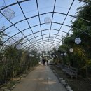 수국정원 | 공주 유구 색동수국꽃정원 리얼 방문후기