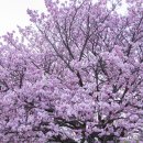 3말4초 도쿄의 봄이 기다려지는 이유, 도쿄 벚꽃 명소 4 이미지