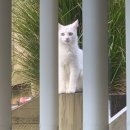 네발친구 이미지