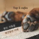 위드미 용인한아름점 | 용인 이동읍 강아지와 함께 가기 좋은 애견동반 카페 TOP 5 추천