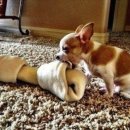 그레이 동물병원 이미지