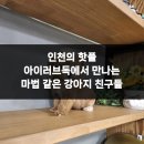 러브독애견카페 이미지