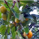 성곡농장 이미지