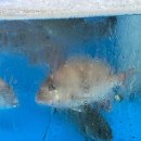 NR-15[오산로]-상-100 | [동탄]동탄역 속초오징어어시장 횟집 제철 오징어회 후기