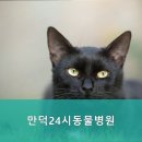 만덕24시 동물병원 네이버블로그
