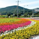 [지금은 청년농부 시대]화훼농사 꿈 이룬 정유경씨 ＜충남 예산＞ 이미지