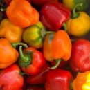 청파농장 이미지