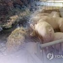 극동농장 이미지