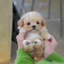 울산 강아지분양 미유펫 | 경주애견샵 미유펫 말티푸분양 후기
