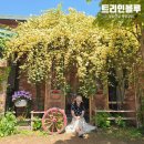 (주)정원아이티 | 부산 근교 목향장미 카페 밀양 트리인블루 등나무까지 예쁜 정원 감성 핫플