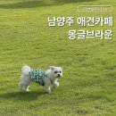운동장 | 남양주 애견카페 몽글브라운 애견운동장 후기