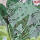 섬초 재래종 시금치 1차 이미지