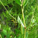 대나물 [Gypsophila oldhamiana]석죽과(石竹科 Caryophyllaceae)에 속하는 다년생초. 이미지