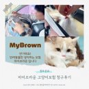 더블유펫 | 마이브라운 고양이보험 펫보험 청구 및 지급후기 (고양이만 생각하는 고양이보험, 블랙플랜)