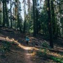 샐비어 | 샐비어잎은 예전부터 약초로 사랑받아 왔어요.