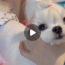 PRETTY OPPA 이미지