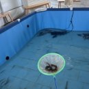 새용인동물약국 | 용인 딸기체험 키즈카페 동물 먹이주기 모래놀이