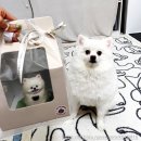 투마이퍼피 네이버블로그