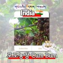 여물농장 | 《인도 포도농장 Cumbum》 인도 특산품 와인 🍷 &amp; 인도 포도 🍇